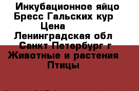 Инкубационное яйцо Бресс Гальских кур › Цена ­ 100 - Ленинградская обл., Санкт-Петербург г. Животные и растения » Птицы   